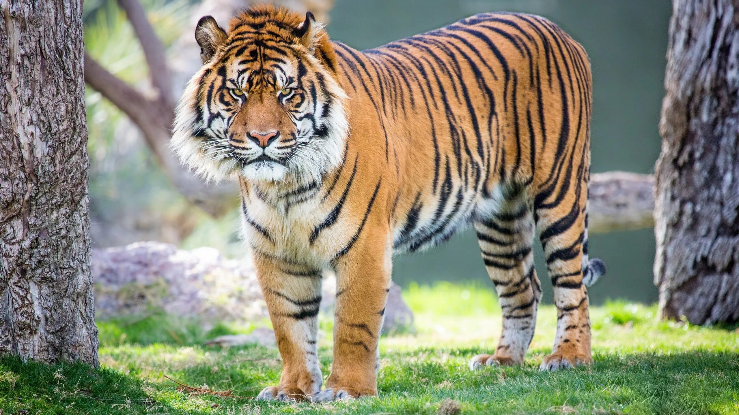 Хорош тайгер. Суматранский тигр. Тайгер тигр. Индокитайский тигр. Тигр 2 p.