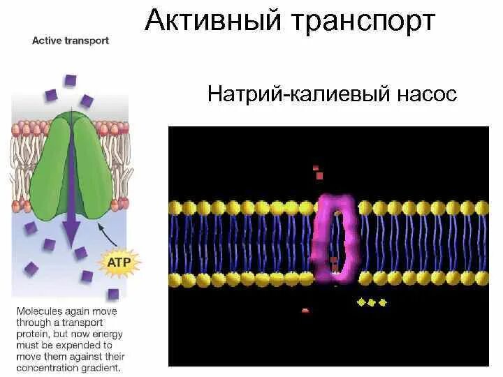Работа натриево калиевого насоса