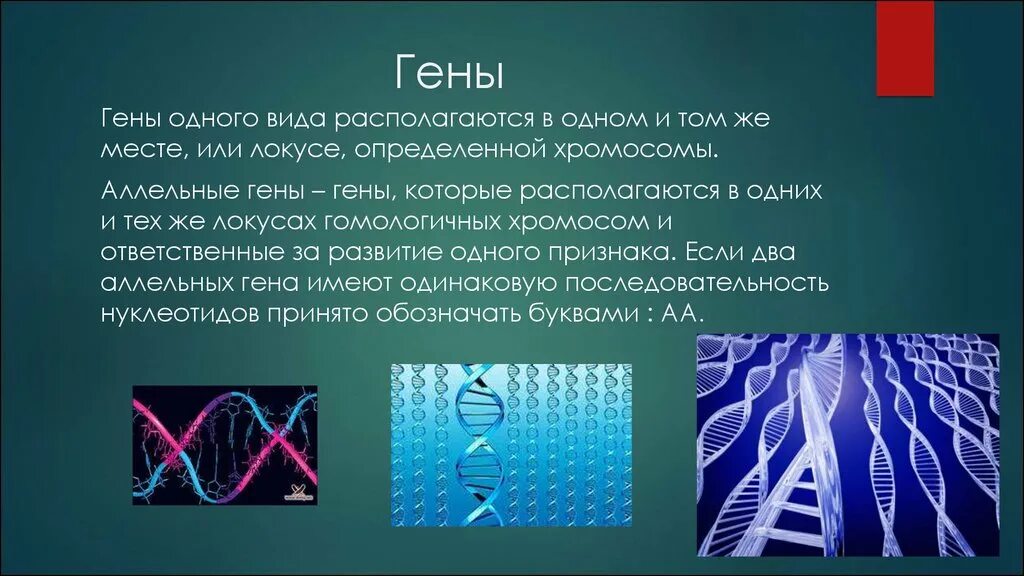 Кто имеет одинаковый набор генов. Проект геном человека. Гены. Ген это кратко. Ген это в генетике кратко.