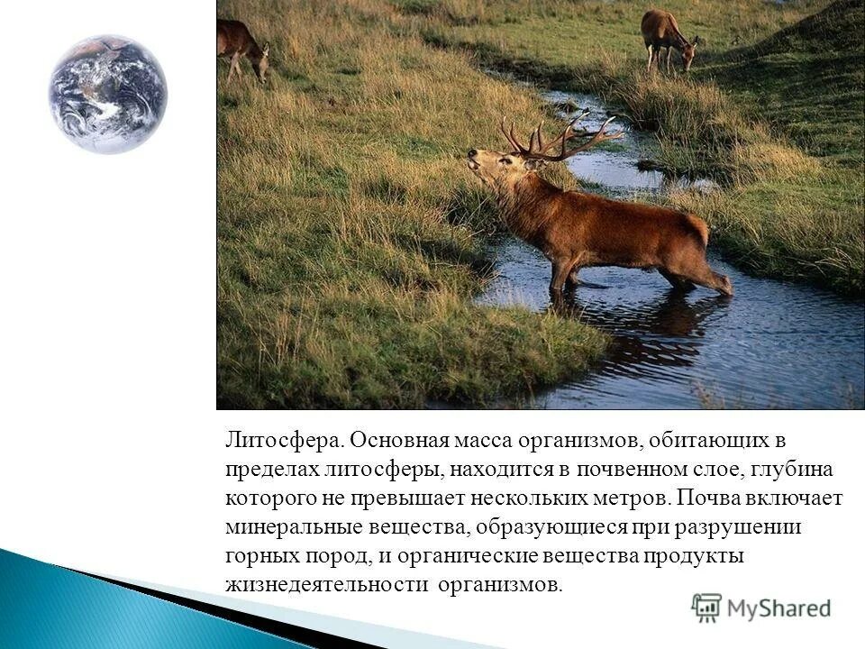 Литосфера и живое. Границы биосферы таблица. Биосфера оболочки земли таблица. Оболочка литосферы сферы. Гидросфера границы биосферы нижняя граница.