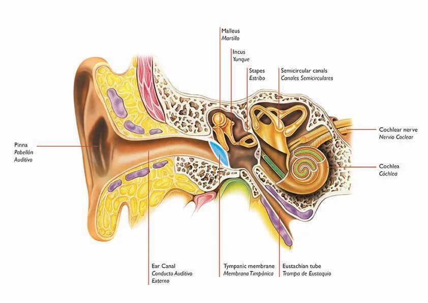 Слуховой аппарат строение анатомия. Барабанная полость и слуховая труба. Слуховой анализатор и вестибулярный аппарат. Слуховой анализатор косточки строение.