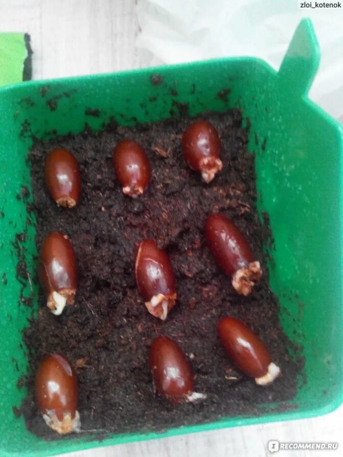 Как вырастить семена личи. Косточка личи прорастить. личи косточки с ростком. росток личи из косточки. проращивание косточки личи.