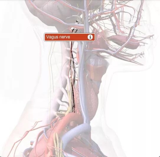 Стэнли розенберг блуждающий нерв. Блуждающий нерв Vagus. Блуждающий нерв Неттер. Нервус вагус блуждающий нерв.