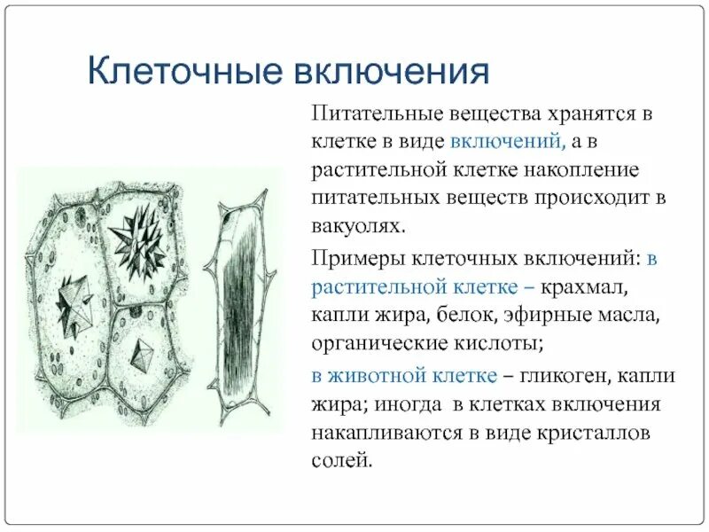 Включи клеточную