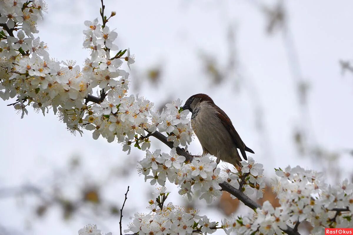 цветут деревья весной. какие запахи весны. весенний запах. какие запахи весны. цветущий миндаль ничем не пахнет.