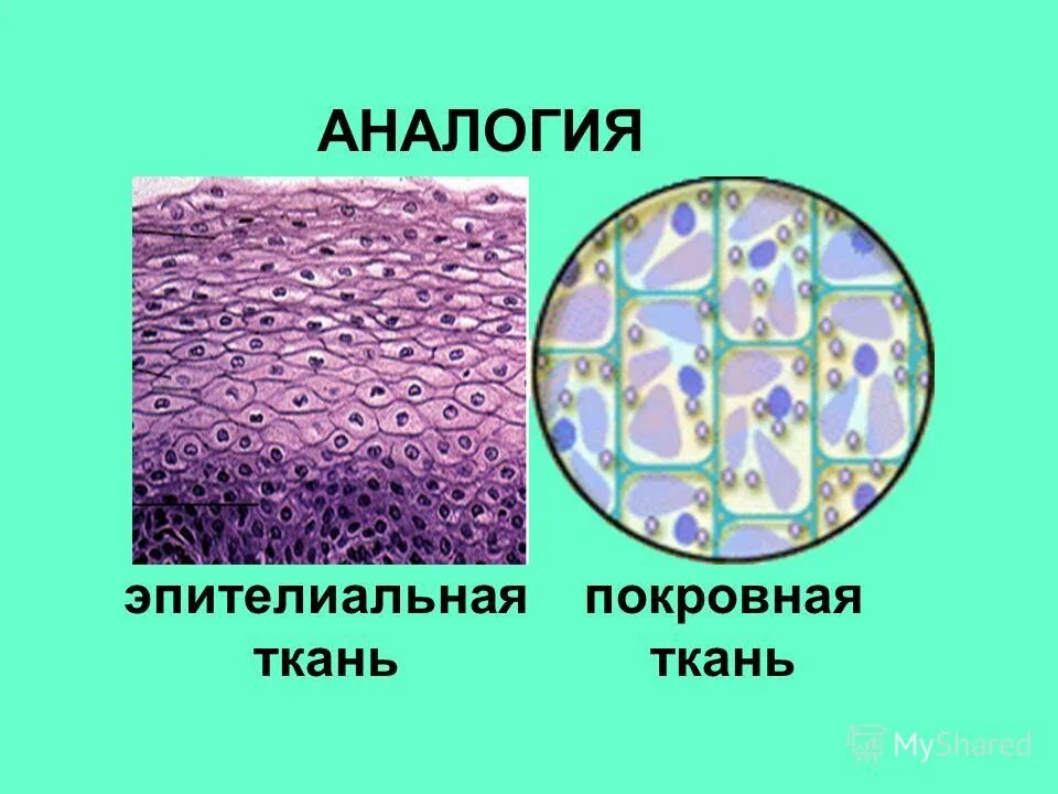 7 эпителиальная ткань. что относится к эпителиальной ткани. строение эпителиальной ткани анатомия. однослойный железистый эпителий. 7 эпителиальная ткань.