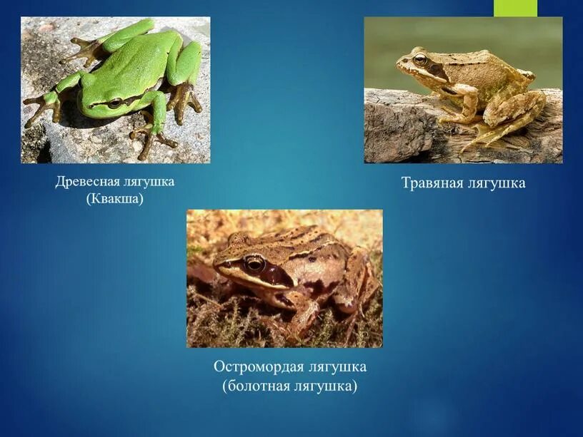 Лягушка травяная систематика. Классификация лягушки озерной. Классификация лягушки травяной. Травяная лягушка сообщение. Систематика лягушки озерной.