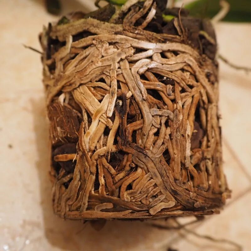 орхидеи фаленопсис торчащие корни. фаленопсис воздушные корни. корни у орхидеи вылезают из горшка. обстригаем корни орхидеи. орхидея корни вылезли.