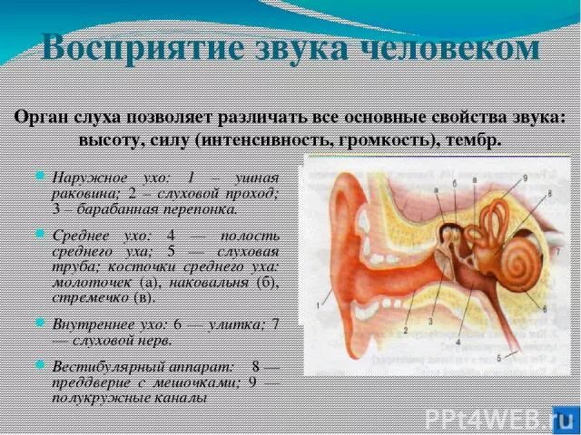 Слух и восприятие звука. Внутреннее ухо восприятие звука. Вывод по теме слух человека. Звуковые органы человека. Восприятие звука ухом.