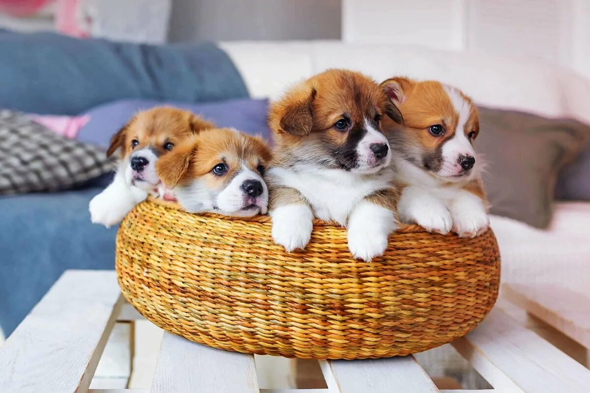 Оставить щенка одного на день. Презентация щенков на продажу. Сколько раз гулять с собакой. Всемирный день щенков 23 марта. Мордочка новорожденного щеночка.