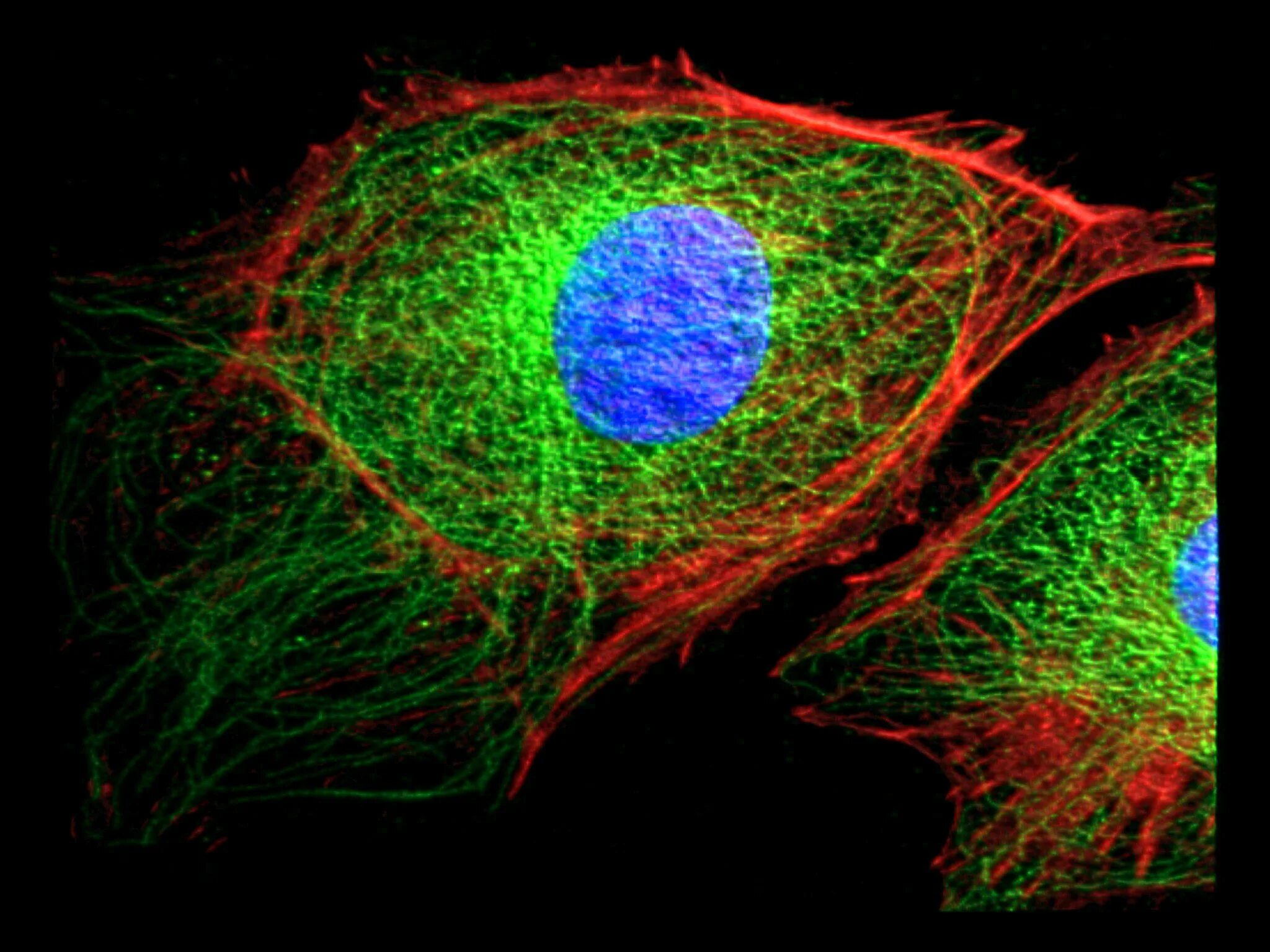Цитоскелет клетки флуоресцентная микроскопия. Цитоскелет микрофиламенты. Цитоскелет флуоресценция. Цитоскелет микрофотография. Клетка метка