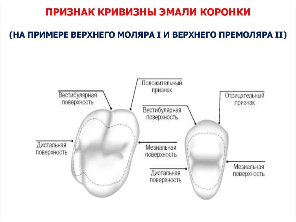 Признаки стороны зуба. Обратная кривизна коронки зуба. Поверхности зуба. Признак кривизны коронки. Дистальная контактная поверхность зуба.