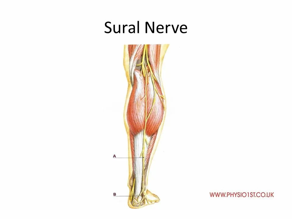 N suralis. Суралис нерв анатомия. Nervus suralis анатомия нерва. Nervus peroneus. Suralis нерв gastrocnemius.