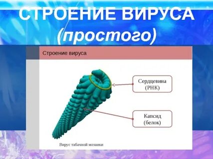 Зарисуйте строение простого и сложного вируса