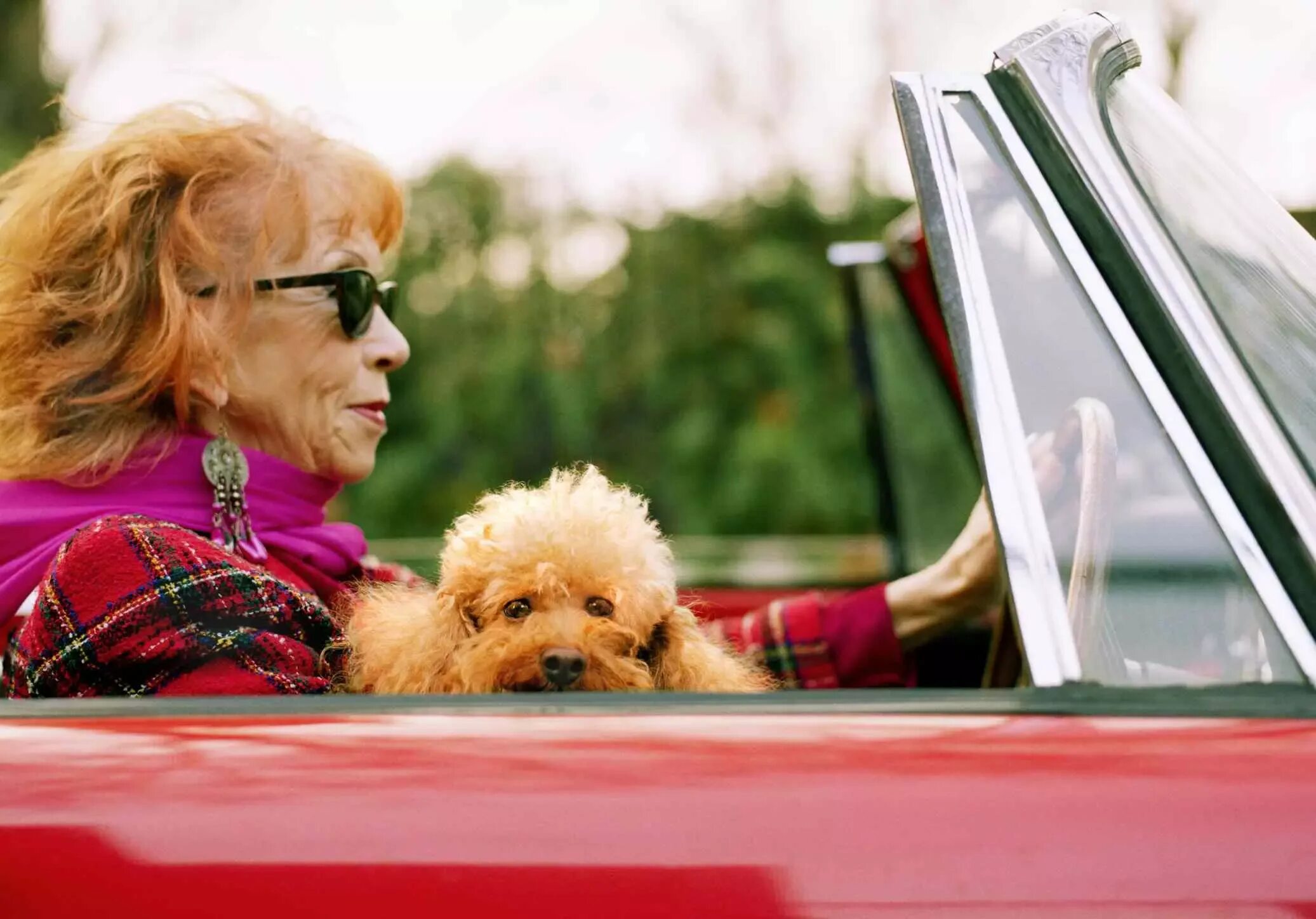Старушка с собачкой. Бабушка с собакой. Бабка с собачкой. Бабушка на кабриолете.