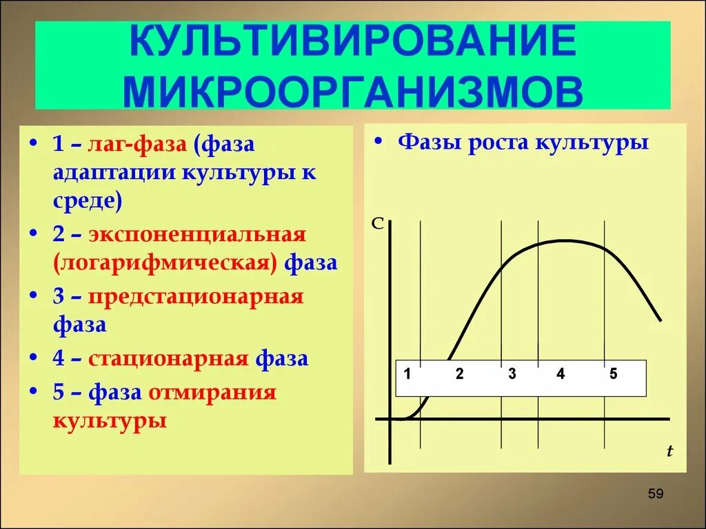 Стационарная кривая. Лаг фаза роста бактерий. Лаг-фаза Кривой роста микроорганизмов это. Лаг фаза экспоненциальная фаза. Фазы бактерий лаг фаза стационарная.