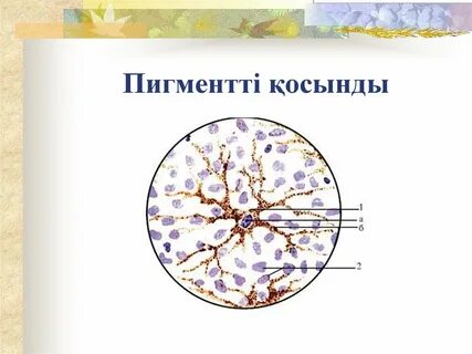 Лесби ханымдар