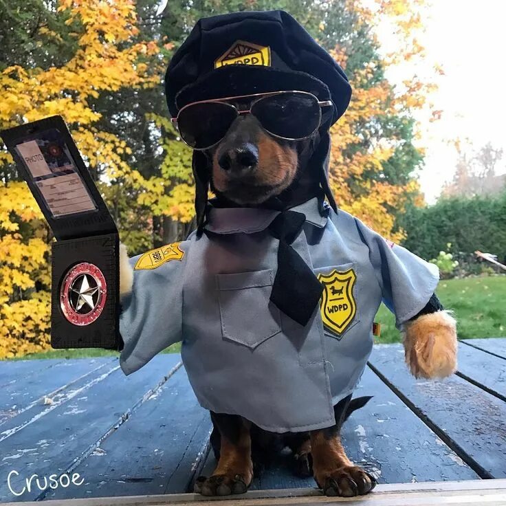 Dog dps. Dog dps. Костюм для собаки полиция. Собака коп. Смешная полицейская форма.