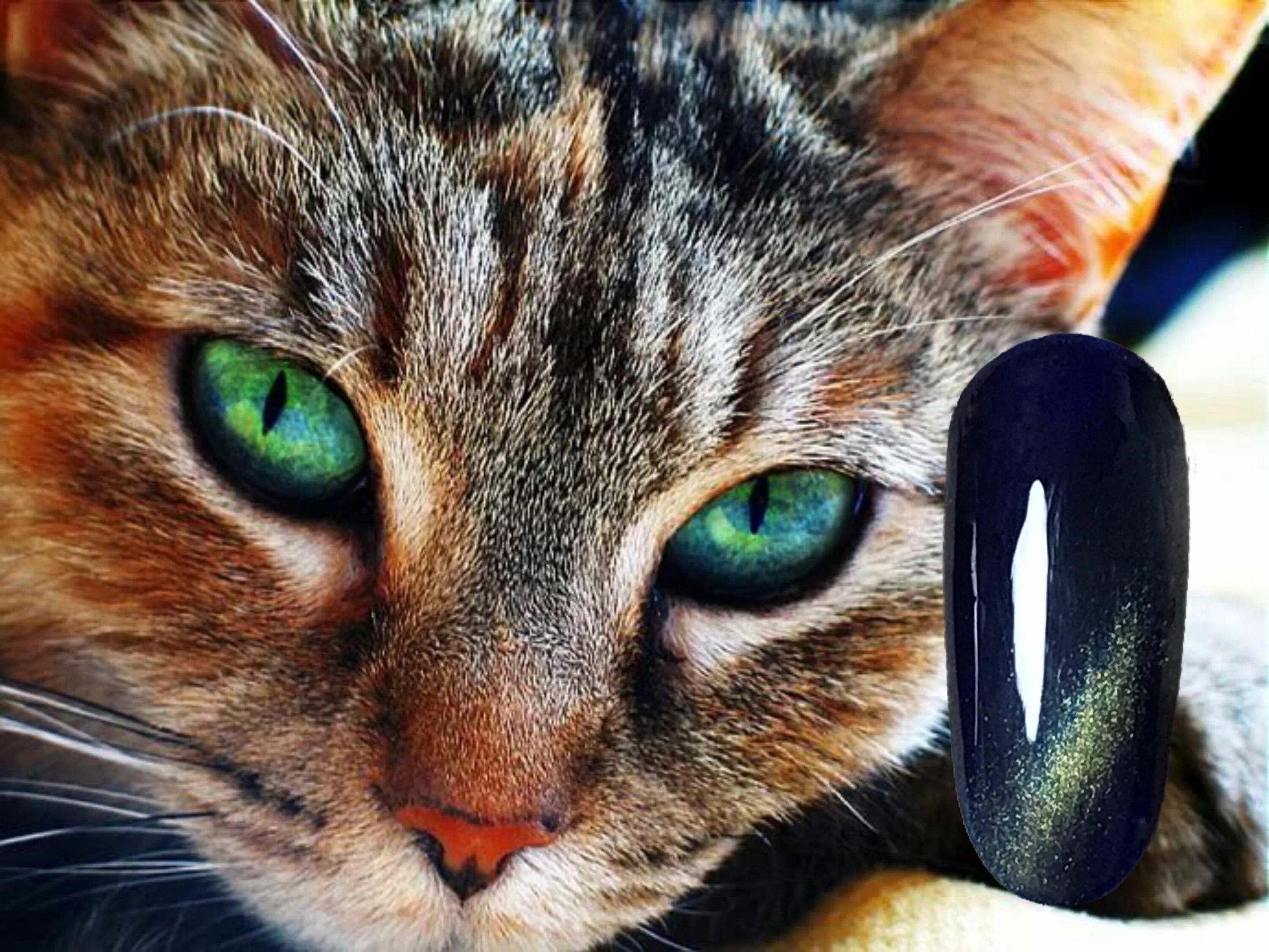 Глаза кошки. Красивый кот. Кошачий глаз. Кот с зелеными глазами. Время глазами кошки