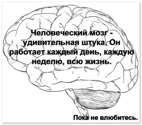 Вставайте brain. Фразы про мозги. Высказывания про мозги. Высказывания про мозг. Цитаты про мозги.