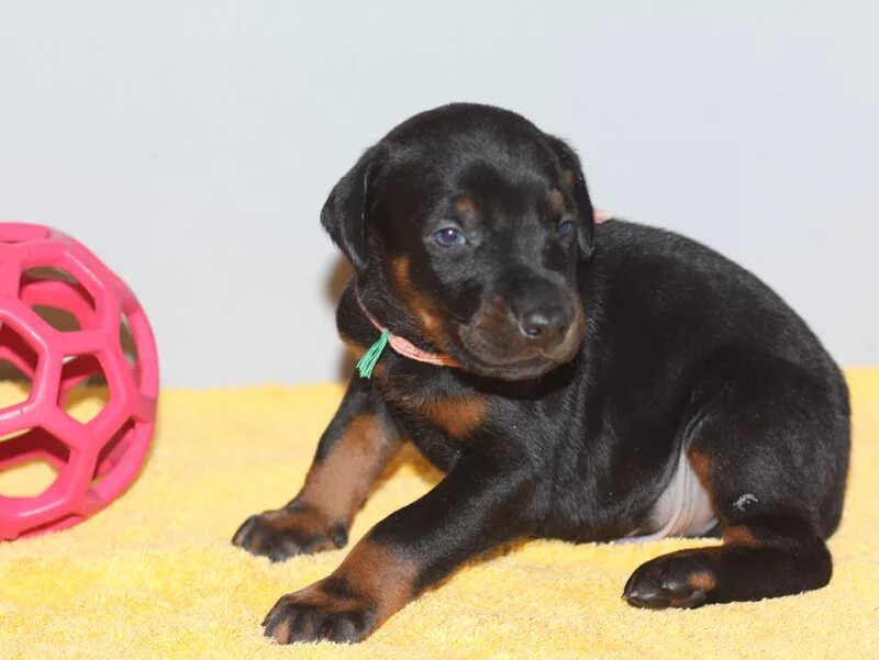 щенкам 3 недели