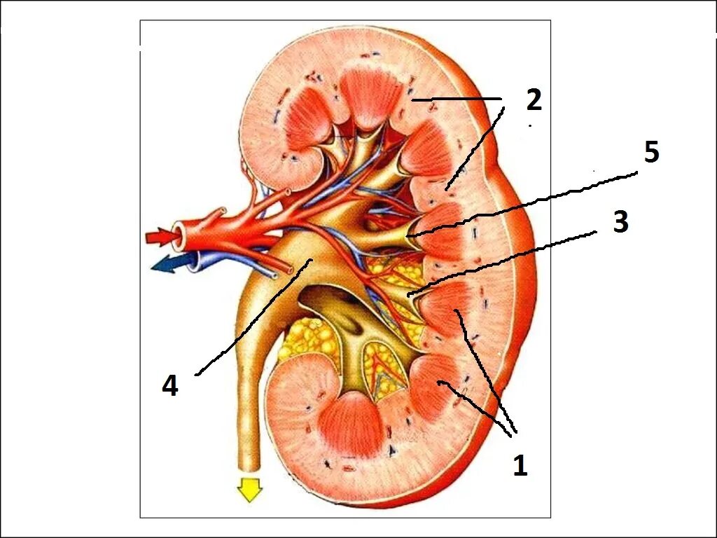 Строение паренхимы почек. Паренхима почки рисунок. Паренхима почки анатомия. . Строение почки: паренхима, почечная пазуха.