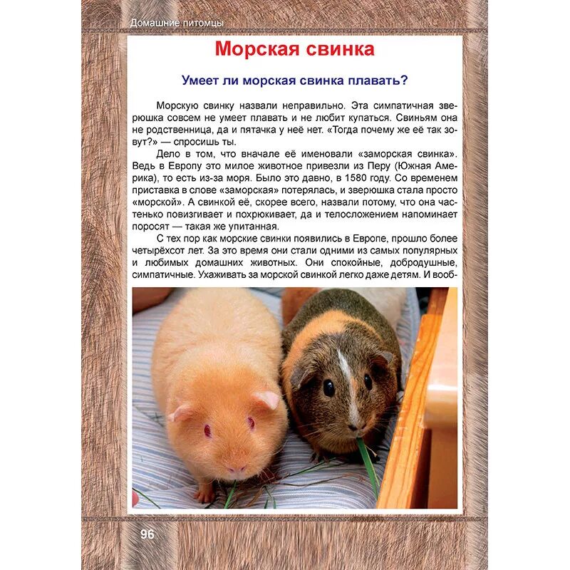 Что нужно для содержания морской свинки