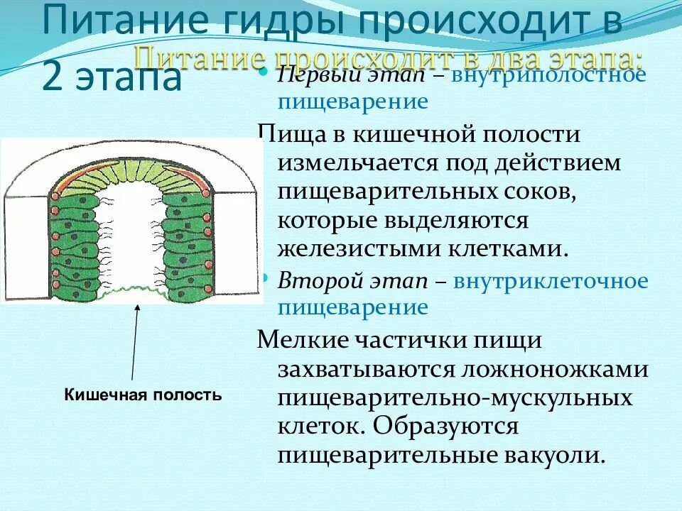 Кишечная полость это