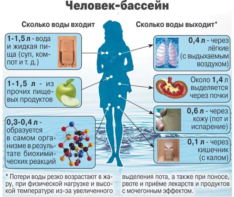 Вода входит жидкость. Вода в организме. циркуляция воды в организме. выделение воды из организма. сколько воды в организме человека.