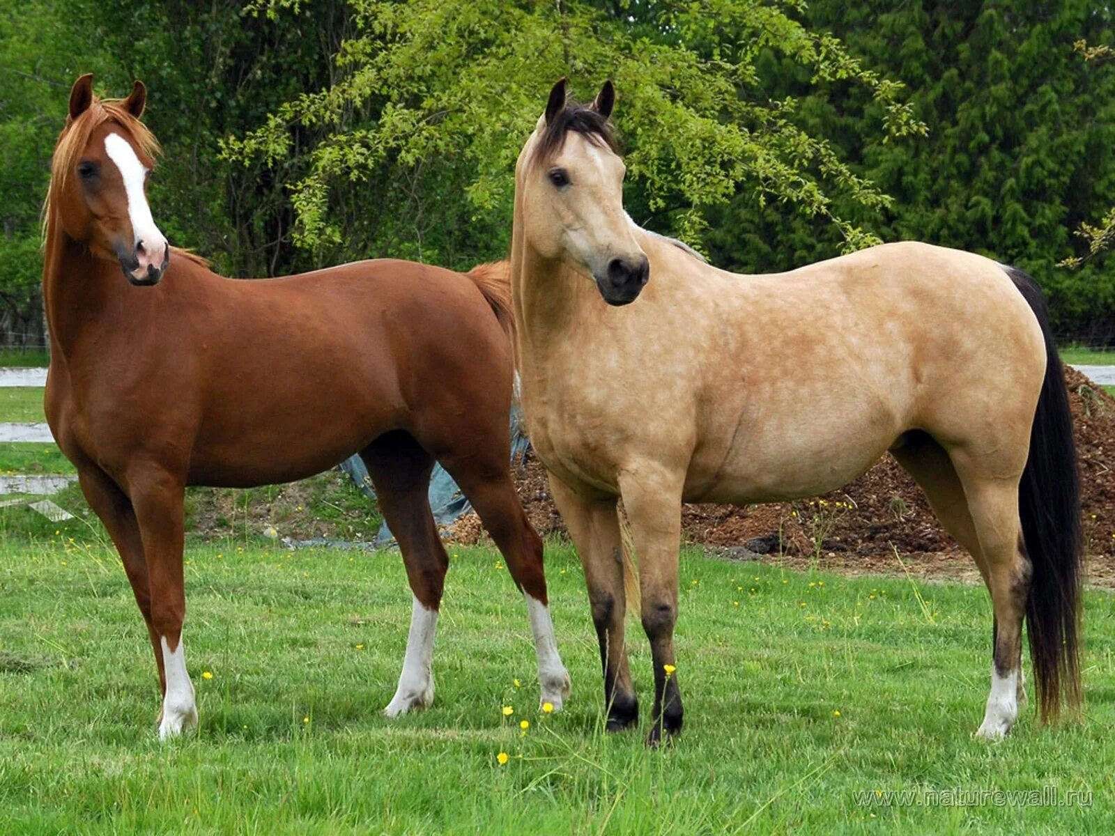 Купить хороших лошадей. Лошади. Домашние животные. Домашние лошади. Фотографии лошадей.