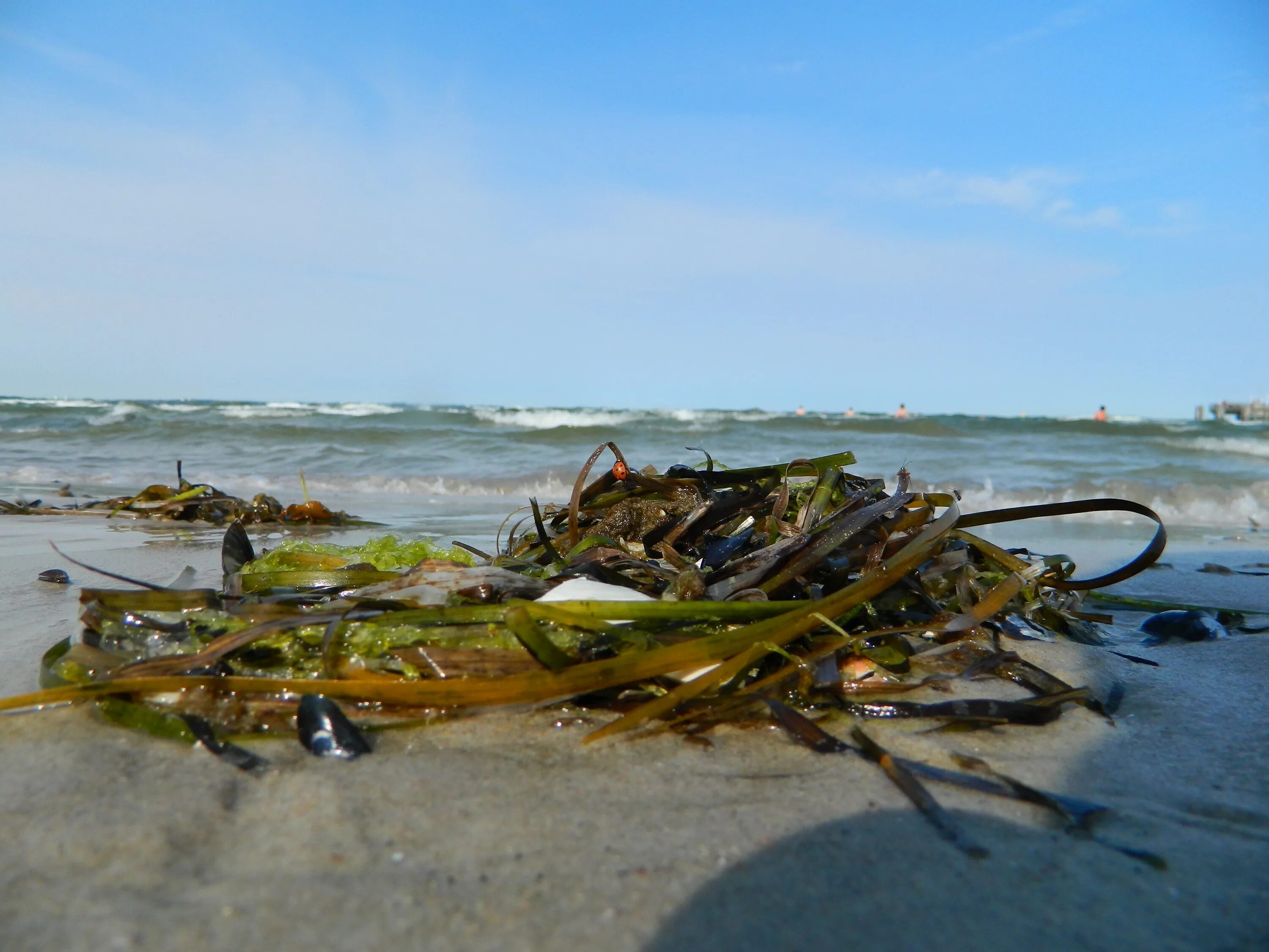 Ламинария в холодных морях. Балтийское море ламинария. Морские водоросли на берегу. Водоросли выброшенные на берег. Ламинария на берегу моря.