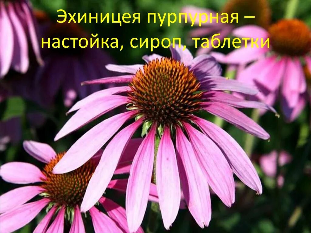 Эхинацея пурпурная. Эхинацея цветок. Эхинацея видовая. Эхинацея крупноцвет. Эхинацея сорта фото