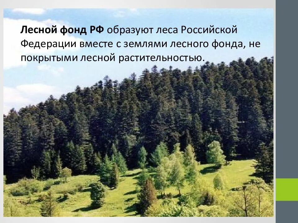 Находящиеся в составе земель лесного фонда. Земли лесного фонда российской федерации. лесной фонд рф. земли лесного фонда презентация. три группы лесов в лесном фонде россии.