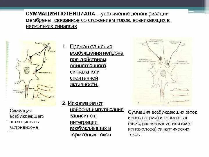 Процесс возбуждения нервных клеток. Механизм возбуждения нейронов. Деполяризация мембраны нейрона. Возбудимость мембраны нейрона. Механизм возникновения возбуждения в нейроне.