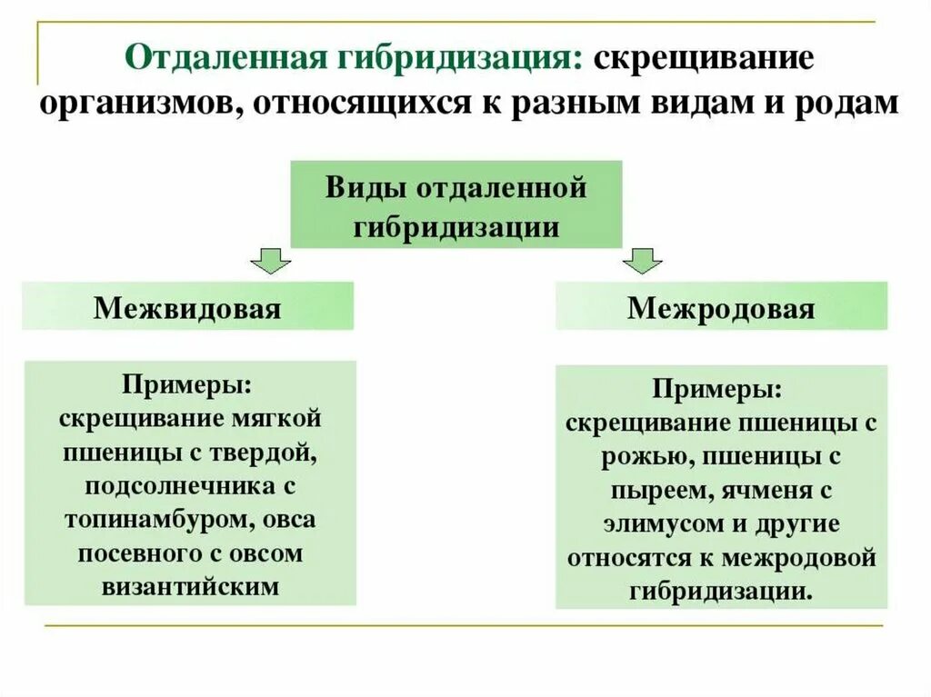 Гибридизация метод селекции. Методы селекции: отбор, гибридизация, полиплоидия. Отдаленная гибридизация в селекции растений. Методы гибридизации в селекции. Применение гибридизации