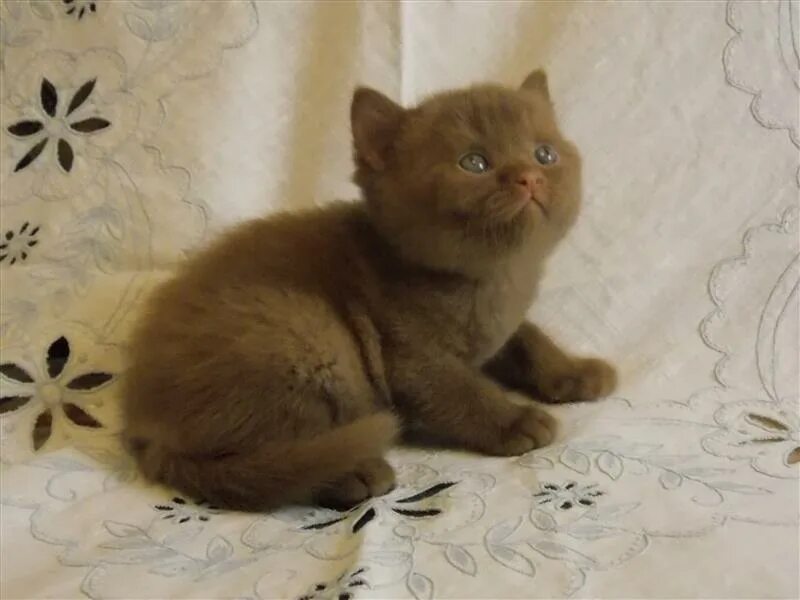 голубой табби британский. недорогие котята девочки.