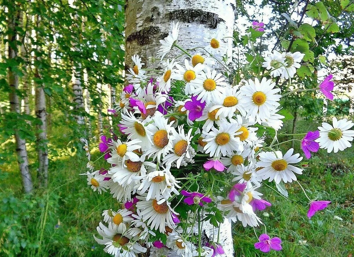 ромашки и васильки. букет из полевых цветов. полевые цветы я тебе неровнюшка 20. букет из полевых цветов. полевые цветы я тебе неровнюшка 20.