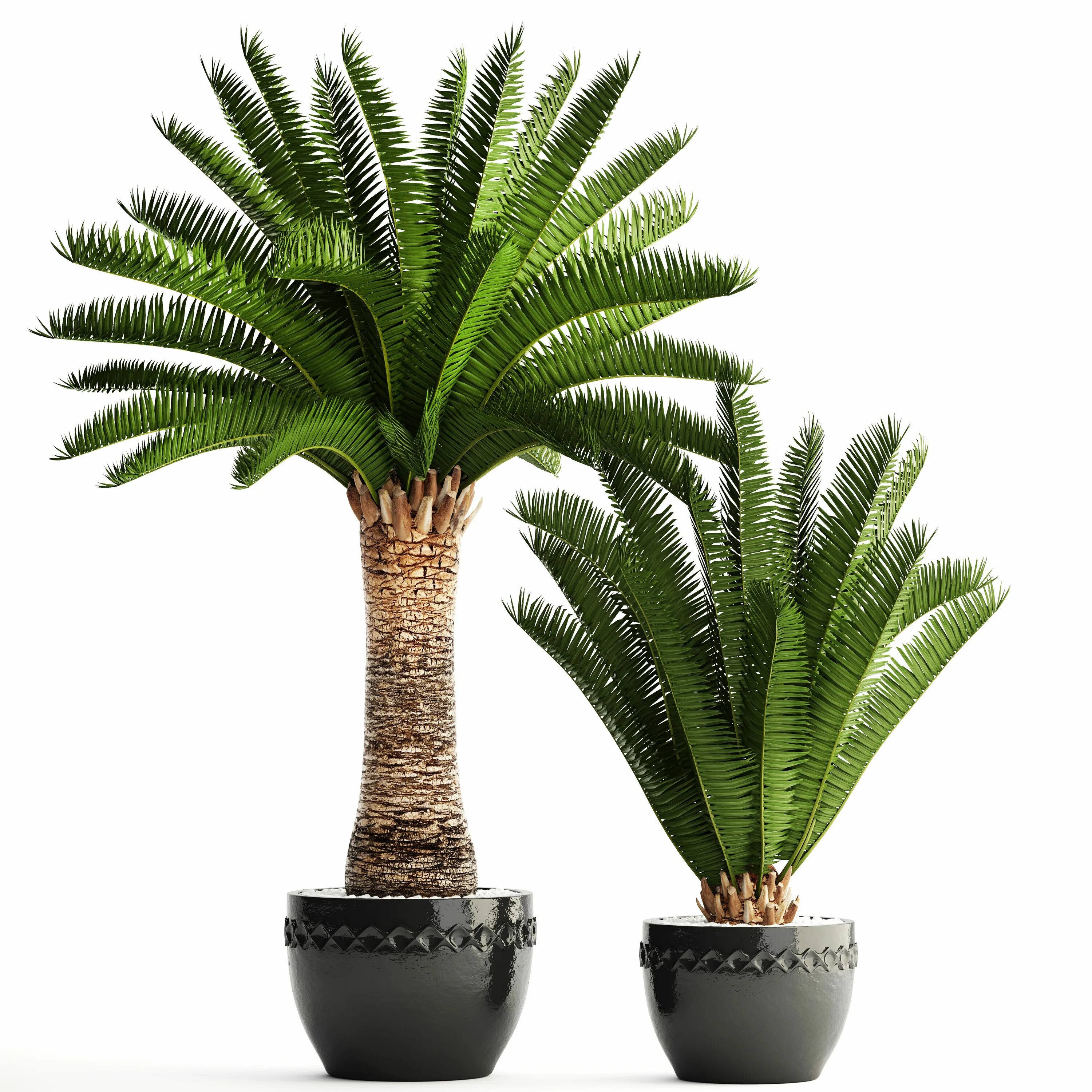 Palms set