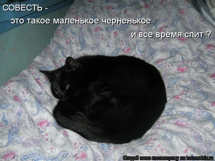 Совесть кота. Кошачья совесть. Совесть котик. Кошки маленькие черненькие с надписями.
