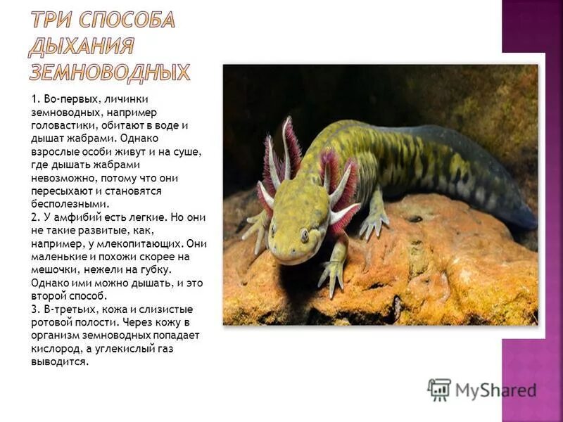 жабры личинок земноводных. головастик тритона обыкновенного. обыкновенный тритон личинка. личинка аксолотля. дыхательная система личинок амфибий.