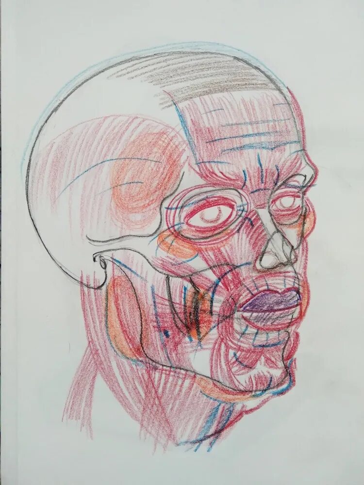 Рыжкин рисунки. Рыжкин анатомия головы. Анатомия лица Рыжкин.