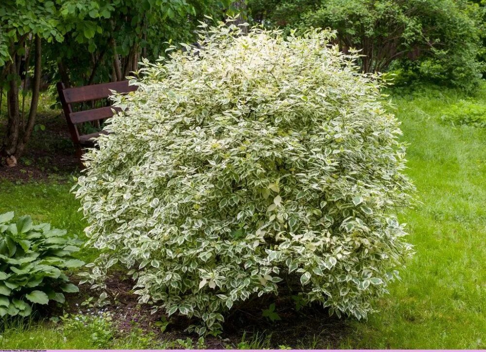 Дёрен белый Argenteomarginata. Дерен Элегантиссима. Дерен белый Cornus Alba Argenteomarginata. Дерен белый 'elegantissima'.