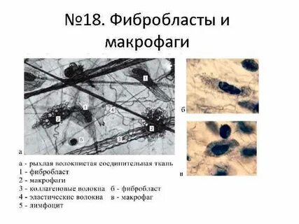 Макрофаги препарат