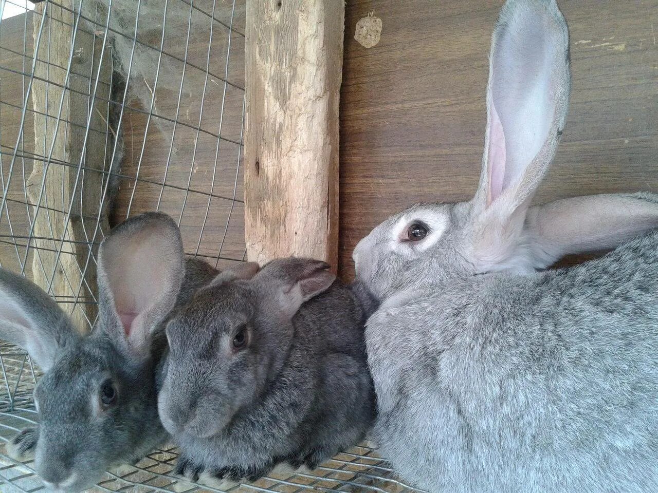 Лучшие кролики для разведения на мясо. Кроличья ферма. Кролики для разведения на мясо. Кролики для разведения на мясо. Кролики мясных пород.