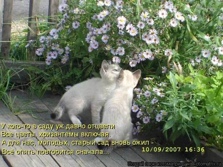 Отцвело слушать. Отцвели хризантемы романс. Отцвели хризантемы романс. Отцвело слушать. Отцвели уж давно хризантемы в саду.