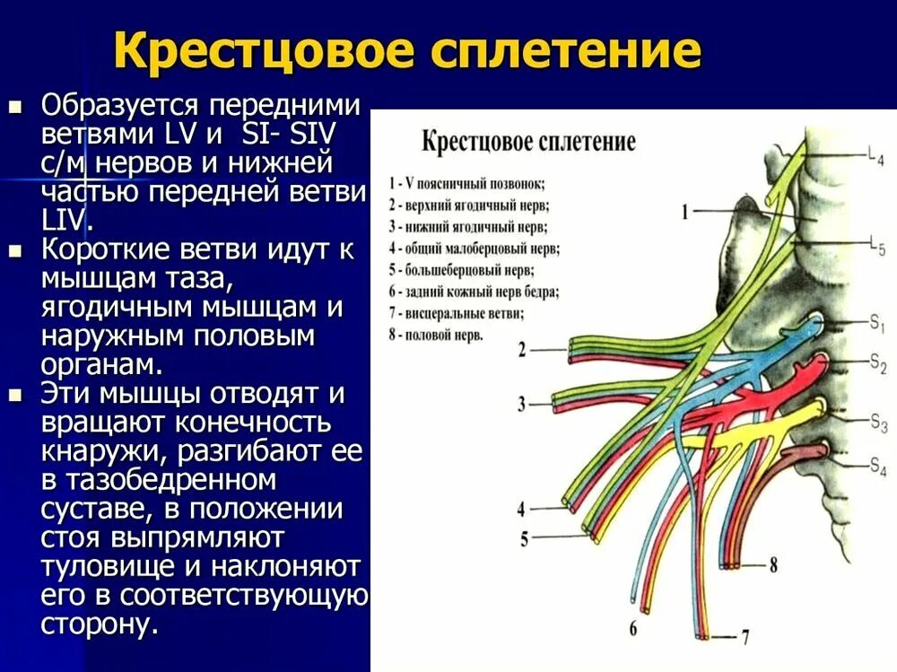 Перечислите нервы