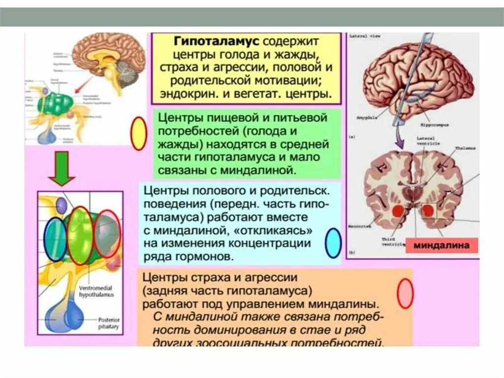 Центр жажды головного мозга. Гипоталамус центр голода и насыщения. гипоталамус строение и функции. центр сытости и голода. гипоталамус функции.