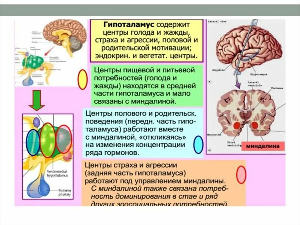 Гипоталамус и голод