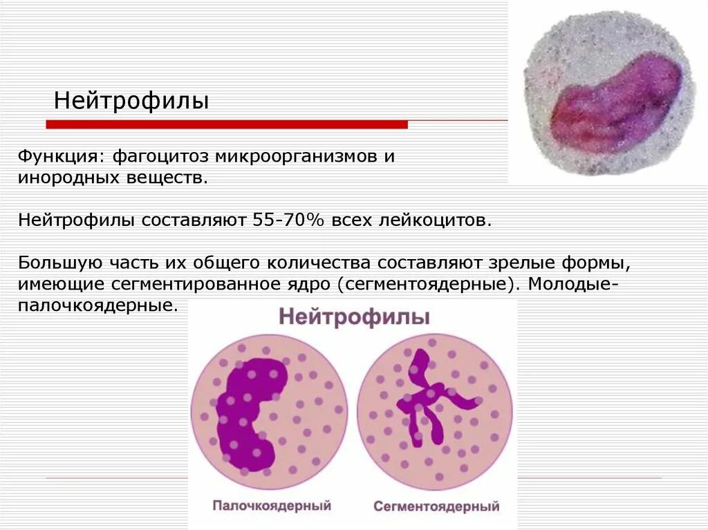 Воспаление фагоцитоз лейкоцит безразличный раздражитель микроворсинка. Строение палочкоядерных нейтрофилов. Функции палочкоядерных нейтрофилов. Нейтрофилы функции гистология. Палочкоядерные нейтрофилы форма ядра.