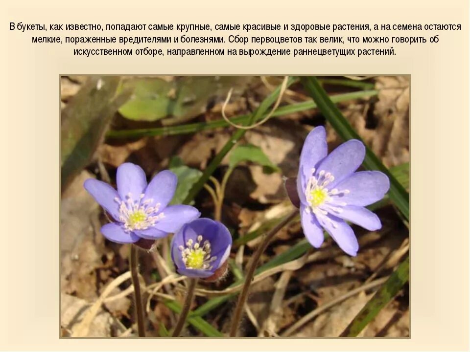 Сообщение о раннецветущих растениях 2 класс. Первоцветы. раннецветущие цветы. назови раннецветущие растения. названия раннецветущих растений.